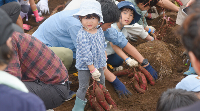 さつまいもの収穫