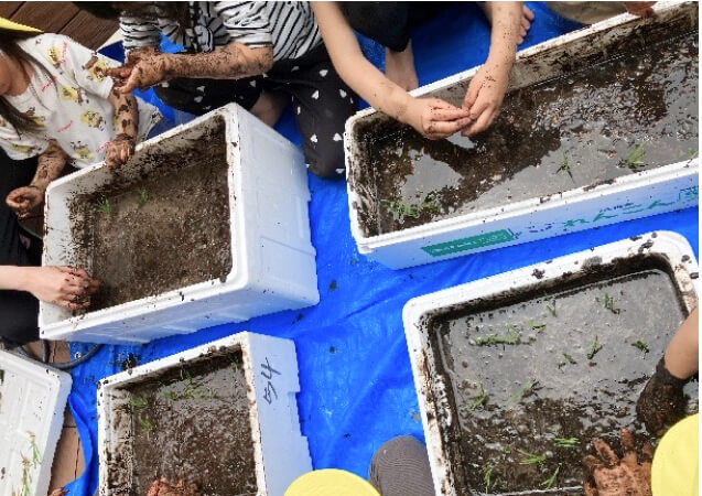 子どもたちが稲を植えるの写真